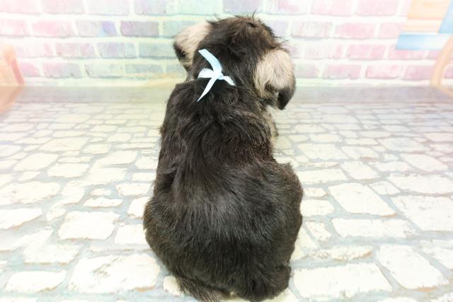 北海道のミニチュアシュナウザー (Coo&RIKU岩見沢店/2026年2月2日生まれ/男の子/ソルトペッパー)の子犬の4枚目の画像