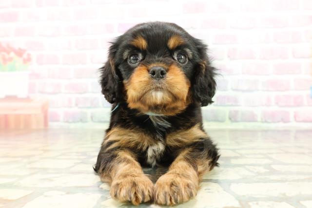 栃木県のキャバリアキングチャールズスパニエル (Coo&RIKUFKDインターパーク店/2026年1月30日生まれ/男の子/ブラックタン)の子犬の1枚目の画像