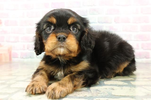 栃木県のキャバリアキングチャールズスパニエル (Coo&RIKUFKDインターパーク店/2026年1月30日生まれ/男の子/ブラックタン)の子犬の2枚目の画像