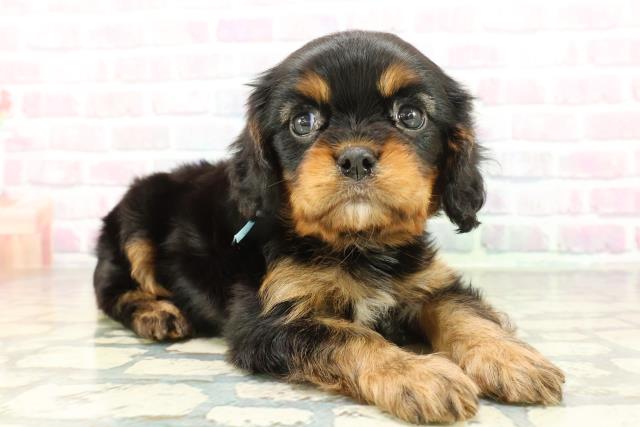 栃木県のキャバリアキングチャールズスパニエル (Coo&RIKUFKDインターパーク店/2026年1月30日生まれ/男の子/ブラックタン)の子犬の3枚目の画像