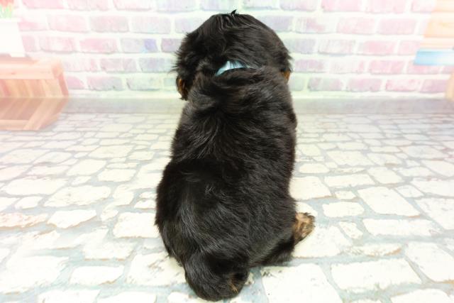 栃木県のキャバリアキングチャールズスパニエル (Coo&RIKUFKDインターパーク店/2026年1月30日生まれ/男の子/ブラックタン)の子犬の4枚目の画像