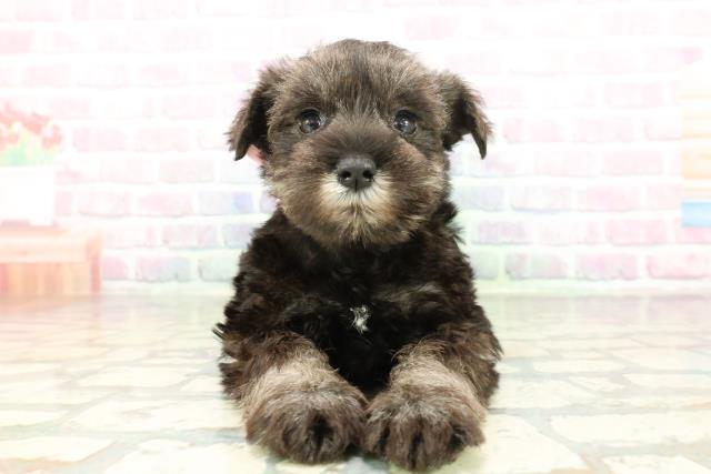 北海道のミニチュアシュナウザー (Coo&RIKU室蘭店/2026年1月31日生まれ/女の子/ソルトペッパー)の子犬