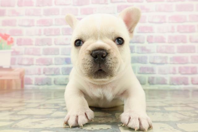 奈良県のフレンチブルドッグ (Coo&RIKU奈良新庄店/2026年2月2日生まれ/男の子/クリーム)の子犬の1枚目の画像