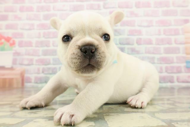 奈良県のフレンチブルドッグ (Coo&RIKU奈良新庄店/2026年2月2日生まれ/男の子/クリーム)の子犬の2枚目の画像