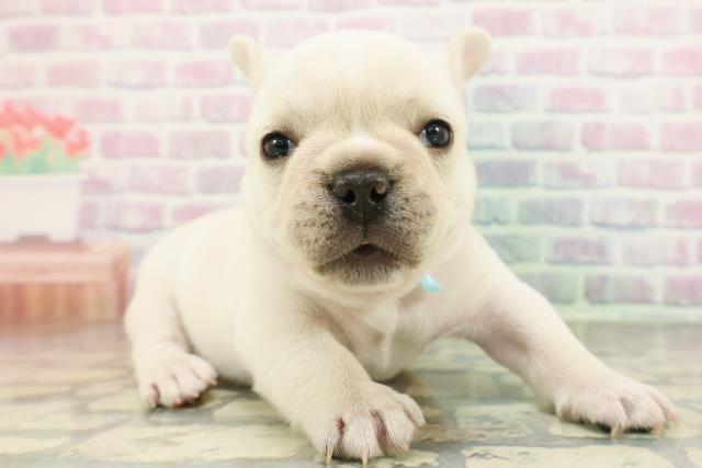 奈良県のフレンチブルドッグ (Coo&RIKU奈良新庄店/2026年2月2日生まれ/男の子/クリーム)の子犬の3枚目の画像
