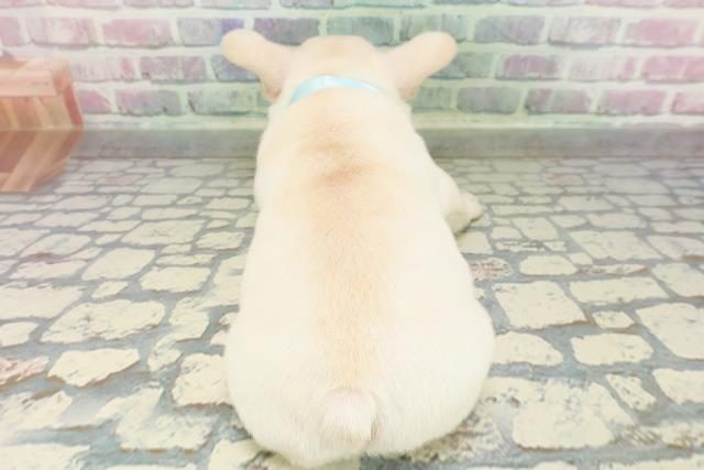 奈良県のフレンチブルドッグ (Coo&RIKU奈良新庄店/2026年2月2日生まれ/男の子/クリーム)の子犬の4枚目の画像