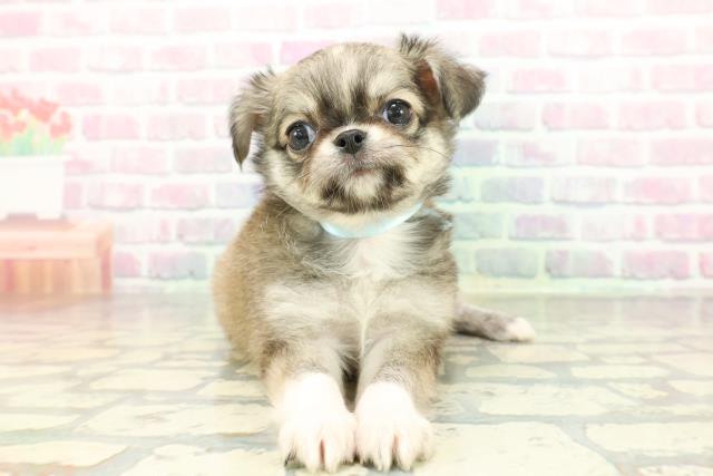 沖縄県のチワワ(ロング) (Coo&RIKU石垣店/2026年2月3日生まれ/男の子/レッドホワイト)の子犬の1枚目の画像