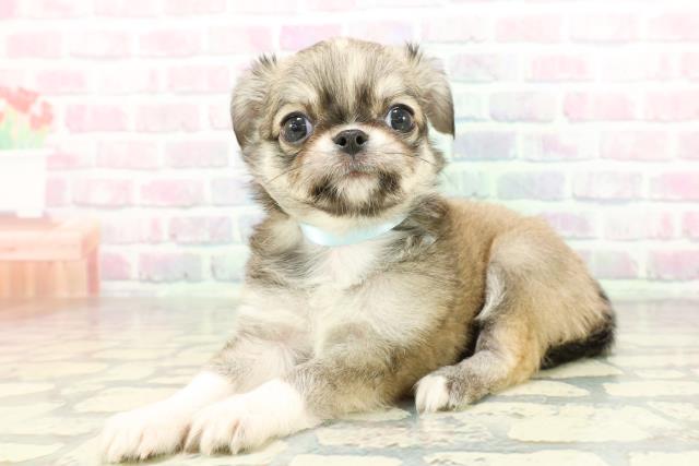 沖縄県のチワワ(ロング) (Coo&RIKU石垣店/2026年2月3日生まれ/男の子/レッドホワイト)の子犬の2枚目の画像