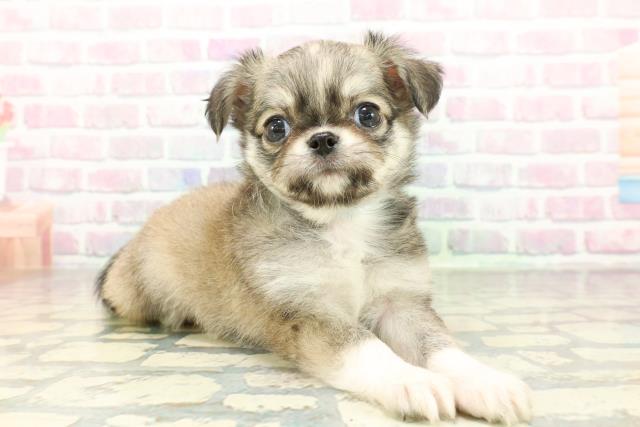 沖縄県のチワワ(ロング) (Coo&RIKU石垣店/2026年2月3日生まれ/男の子/レッドホワイト)の子犬の3枚目の画像