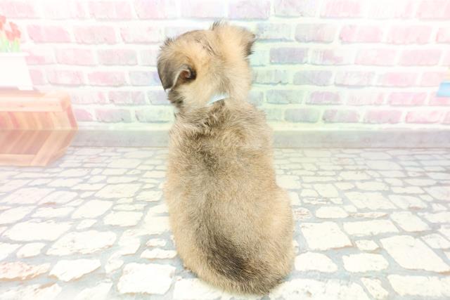 沖縄県のチワワ(ロング) (Coo&RIKU石垣店/2026年2月3日生まれ/男の子/レッドホワイト)の子犬の4枚目の画像