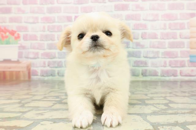 栃木県のチワペキ/ペキチー/ペキチワ(チワワ×ペキニーズ) (Coo&RIKUFKDインターパーク店/2026年2月2日生まれ/男の子/クリームホワイト)の子犬の1枚目の画像