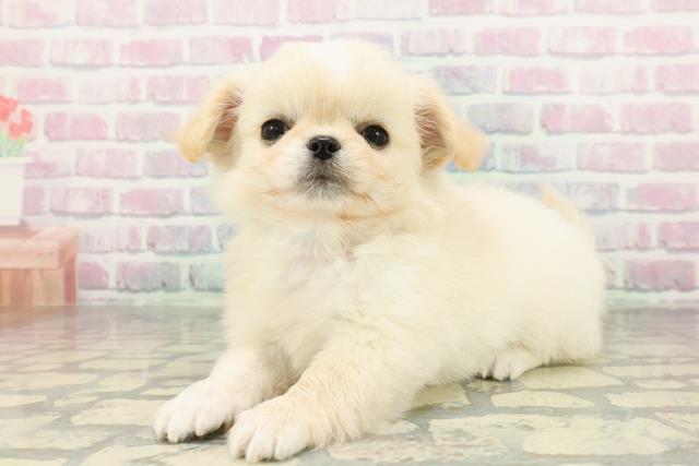 栃木県のチワペキ/ペキチー/ペキチワ(チワワ×ペキニーズ) (Coo&RIKUFKDインターパーク店/2026年2月2日生まれ/男の子/クリームホワイト)の子犬の2枚目の画像