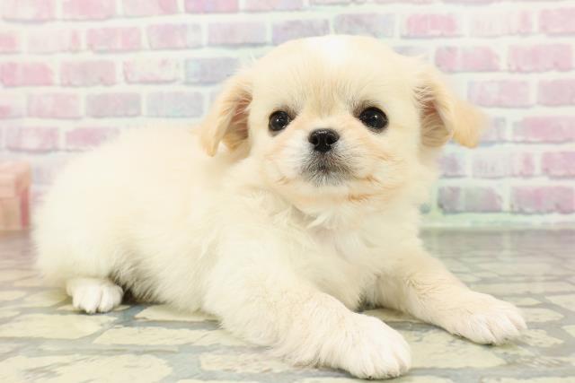 栃木県のチワペキ/ペキチー/ペキチワ(チワワ×ペキニーズ) (Coo&RIKUFKDインターパーク店/2026年2月2日生まれ/男の子/クリームホワイト)の子犬の3枚目の画像