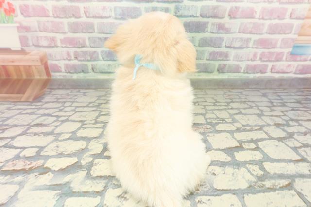 栃木県のチワペキ/ペキチー/ペキチワ(チワワ×ペキニーズ) (Coo&RIKUFKDインターパーク店/2026年2月2日生まれ/男の子/クリームホワイト)の子犬の4枚目の画像