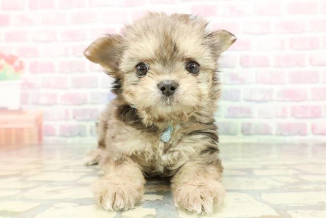 東京都のチワマル/マルチワ(チワワ×マルチーズ) (Coo&RIKU下北沢店/2026年1月27日生まれ/男の子/ブルーマールタン)の子犬