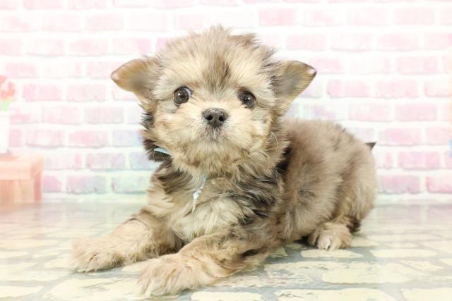 東京都のチワマル/マルチワ(チワワ×マルチーズ) (Coo&RIKU下北沢店/2026年1月27日生まれ/男の子/ブルーマールタン)の子犬の2枚目の画像