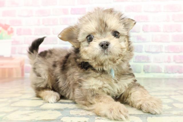 東京都のチワマル/マルチワ(チワワ×マルチーズ) (Coo&RIKU下北沢店/2026年1月27日生まれ/男の子/ブルーマールタン)の子犬の3枚目の画像