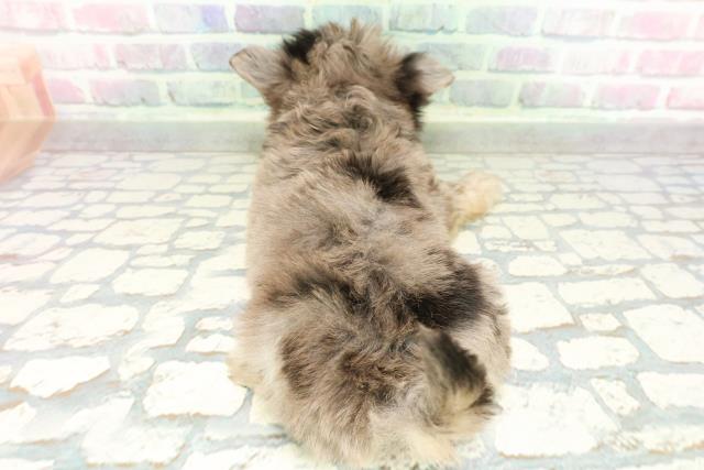 東京都のチワマル/マルチワ(チワワ×マルチーズ) (Coo&RIKU下北沢店/2026年1月27日生まれ/男の子/ブルーマールタン)の子犬の4枚目の画像