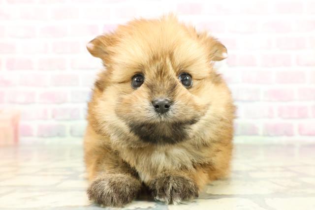 北海道のポメキー(ポメラニアン×ヨークシャーテリア) (Coo&RIKU札幌西店/2026年2月2日生まれ/女の子/オレンジ)の子犬の1枚目の画像
