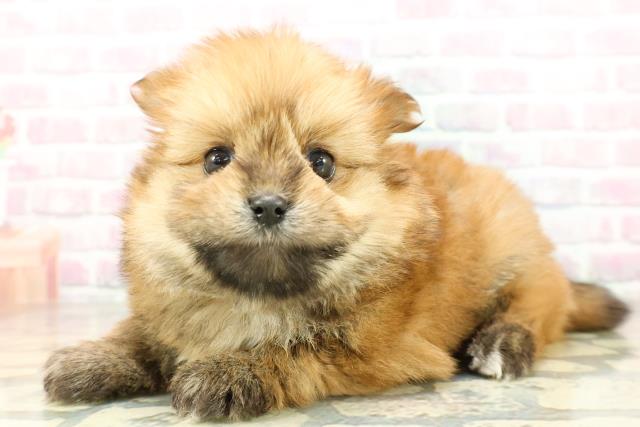 北海道のポメキー(ポメラニアン×ヨークシャーテリア) (Coo&RIKU札幌西店/2026年2月2日生まれ/女の子/オレンジ)の子犬の2枚目の画像