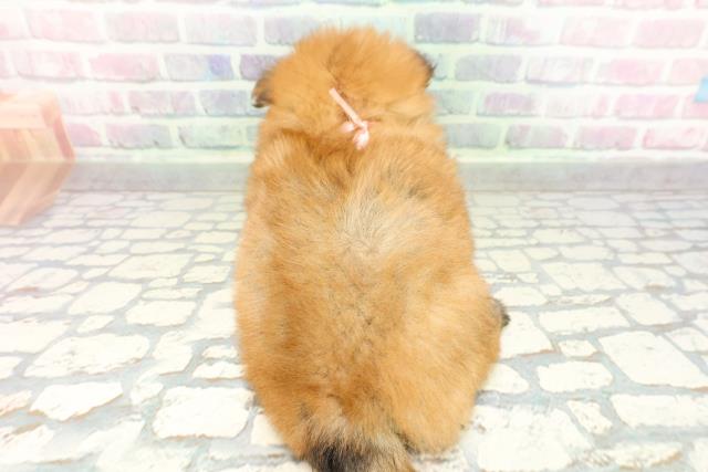 北海道のポメキー(ポメラニアン×ヨークシャーテリア) (Coo&RIKU札幌西店/2026年2月2日生まれ/女の子/オレンジ)の子犬の4枚目の画像