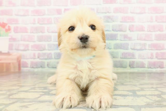 北海道のマルックス(マルチーズ×ダックス) (Coo&RIKU函館店/2026年2月2日生まれ/男の子/アプリコット)の子犬の1枚目の画像