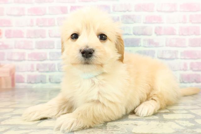 北海道のマルックス(マルチーズ×ダックス) (Coo&RIKU函館店/2026年2月2日生まれ/男の子/アプリコット)の子犬の2枚目の画像