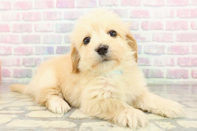 北海道のマルックス(マルチーズ×ダックス) (Coo&RIKU函館店/2026年2月2日生まれ/男の子/アプリコット)の子犬の3枚目の画像