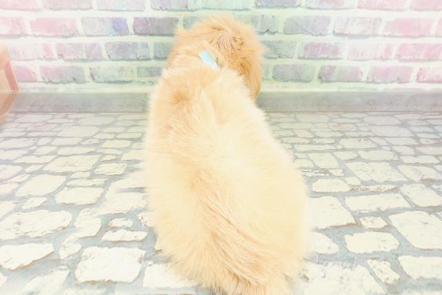 北海道のマルックス(マルチーズ×ダックス) (Coo&RIKU函館店/2026年2月2日生まれ/男の子/アプリコット)の子犬の4枚目の画像