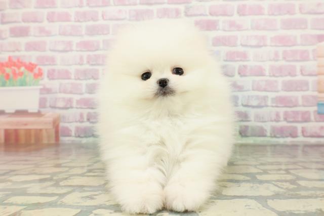 東京都のポメラニアン (Coo&RIKU中野サンモール店/2026年2月1日生まれ/男の子/ホワイト)の子犬