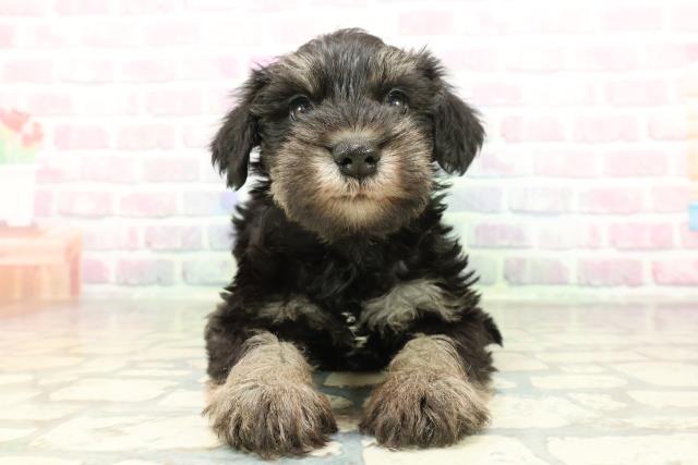 福島県のミニチュアシュナウザー (Coo&RIKU会津若松店/2026年2月1日生まれ/女の子/ブラックシルバー)の子犬の1枚目の画像