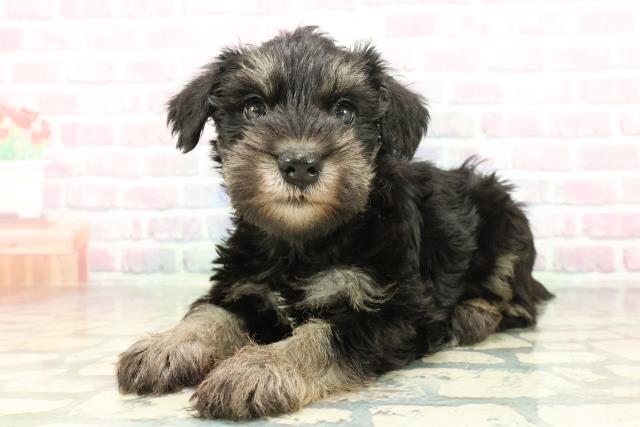 福島県のミニチュアシュナウザー (Coo&RIKU会津若松店/2026年2月1日生まれ/女の子/ブラックシルバー)の子犬の2枚目の画像