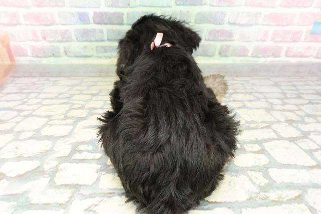 福島県のミニチュアシュナウザー (Coo&RIKU会津若松店/2026年2月1日生まれ/女の子/ブラックシルバー)の子犬の4枚目の画像