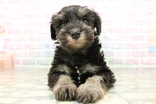 長野県のミニチュアシュナウザー (Coo&RIKU長野店/2026年2月1日生まれ/女の子/ブラックシルバー)の子犬の1枚目の画像