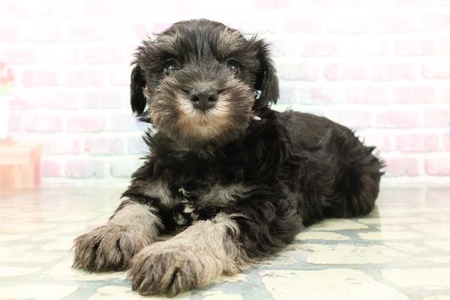 長野県のミニチュアシュナウザー (Coo&RIKU長野店/2026年2月1日生まれ/女の子/ブラックシルバー)の子犬の2枚目の画像