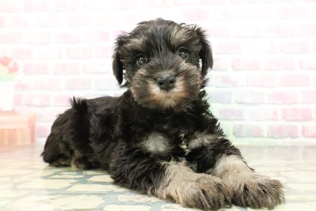 長野県のミニチュアシュナウザー (Coo&RIKU長野店/2026年2月1日生まれ/女の子/ブラックシルバー)の子犬の3枚目の画像