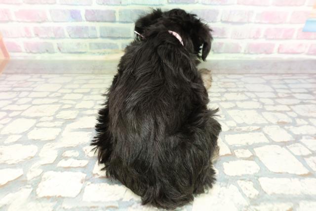 長野県のミニチュアシュナウザー (Coo&RIKU長野店/2026年2月1日生まれ/女の子/ブラックシルバー)の子犬の4枚目の画像