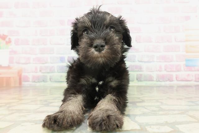 千葉県のミニチュアシュナウザー (Coo&RIKU市原店/2026年2月1日生まれ/女の子/ブラックシルバー)の子犬の1枚目の画像