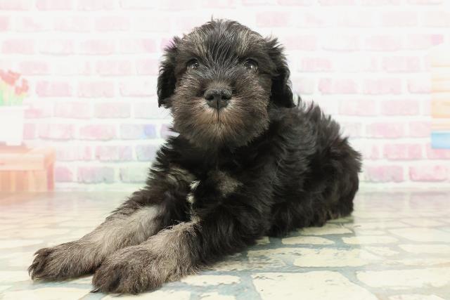 千葉県のミニチュアシュナウザー (Coo&RIKU市原店/2026年2月1日生まれ/女の子/ブラックシルバー)の子犬の2枚目の画像