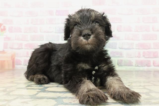 千葉県のミニチュアシュナウザー (Coo&RIKU市原店/2026年2月1日生まれ/女の子/ブラックシルバー)の子犬の3枚目の画像