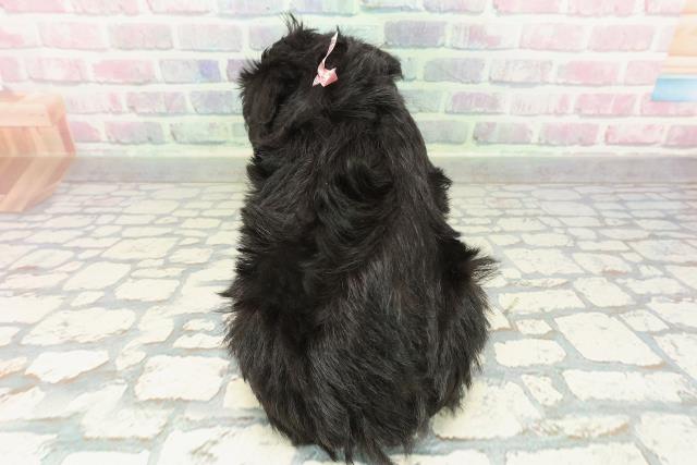 千葉県のミニチュアシュナウザー (Coo&RIKU市原店/2026年2月1日生まれ/女の子/ブラックシルバー)の子犬の4枚目の画像