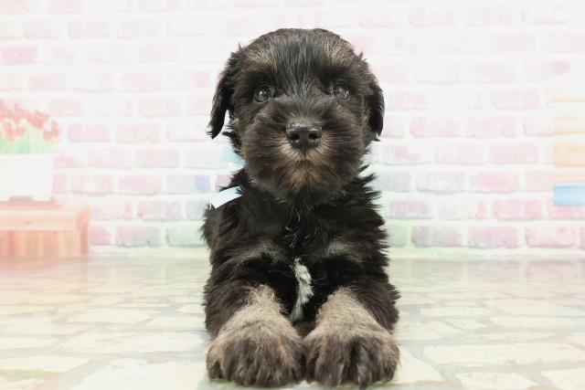 茨城県のミニチュアシュナウザー (Coo&RIKU日立店/2026年2月1日生まれ/男の子/ブラックシルバー)の子犬の1枚目の画像