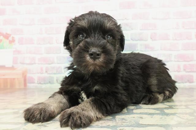 茨城県のミニチュアシュナウザー (Coo&RIKU日立店/2026年2月1日生まれ/男の子/ブラックシルバー)の子犬の2枚目の画像