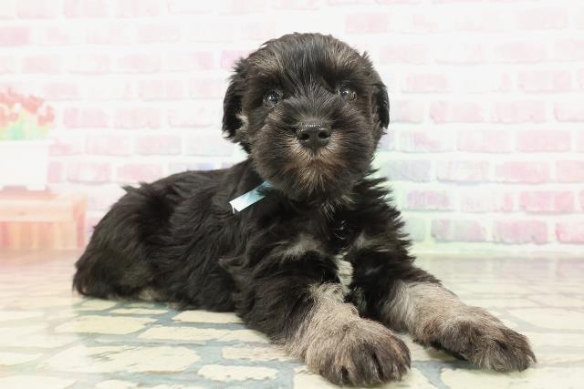 茨城県のミニチュアシュナウザー (Coo&RIKU日立店/2026年2月1日生まれ/男の子/ブラックシルバー)の子犬の3枚目の画像