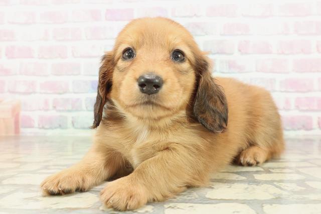 滋賀県のミニチュアダックスフンド(ロング) (Coo&RIKU長浜店/2026年2月2日生まれ/男の子/レッド)の子犬の2枚目の画像