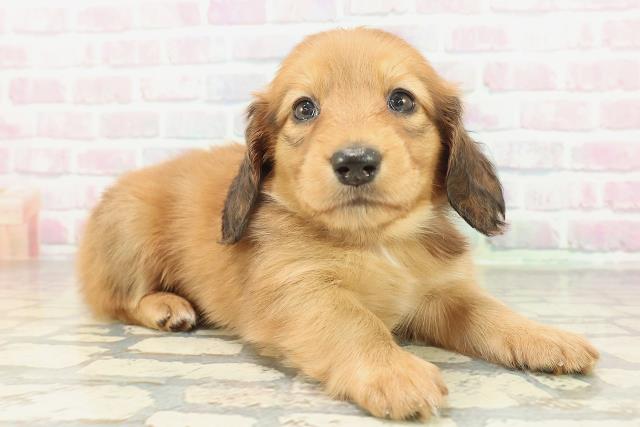 滋賀県のミニチュアダックスフンド(ロング) (Coo&RIKU長浜店/2026年2月2日生まれ/男の子/レッド)の子犬の3枚目の画像