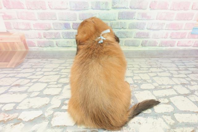 滋賀県のミニチュアダックスフンド(ロング) (Coo&RIKU長浜店/2026年2月2日生まれ/男の子/レッド)の子犬の4枚目の画像