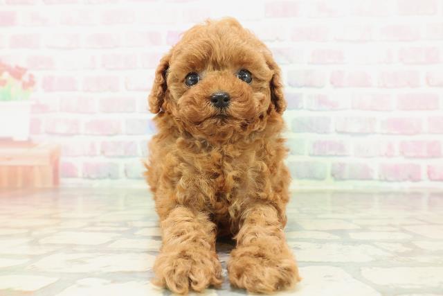 東京都のトイプードル(トイ) (Coo&RIKU中野サンモール店/2026年2月3日生まれ/女の子/レッド)の子犬