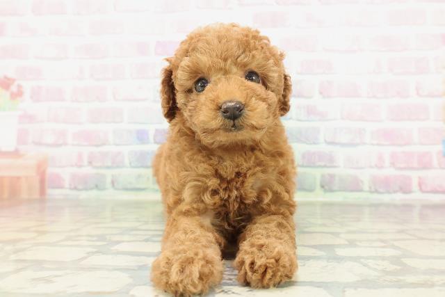 群馬県のトイプードル(トイ) (Coo&RIKU伊勢崎店/2026年2月3日生まれ/女の子/レッド)の子犬の1枚目の画像