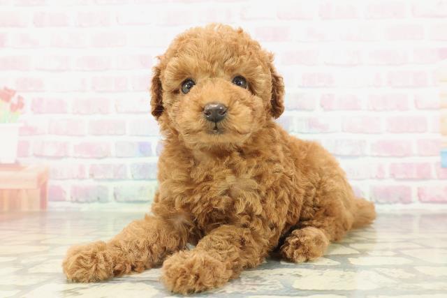 群馬県のトイプードル(トイ) (Coo&RIKU伊勢崎店/2026年2月3日生まれ/女の子/レッド)の子犬の2枚目の画像